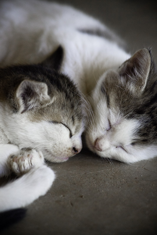 The Cats of Sudan » Kenny Bendiksen's Photo Blog